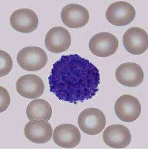 Cell Classification - pattern recognition classification techniques