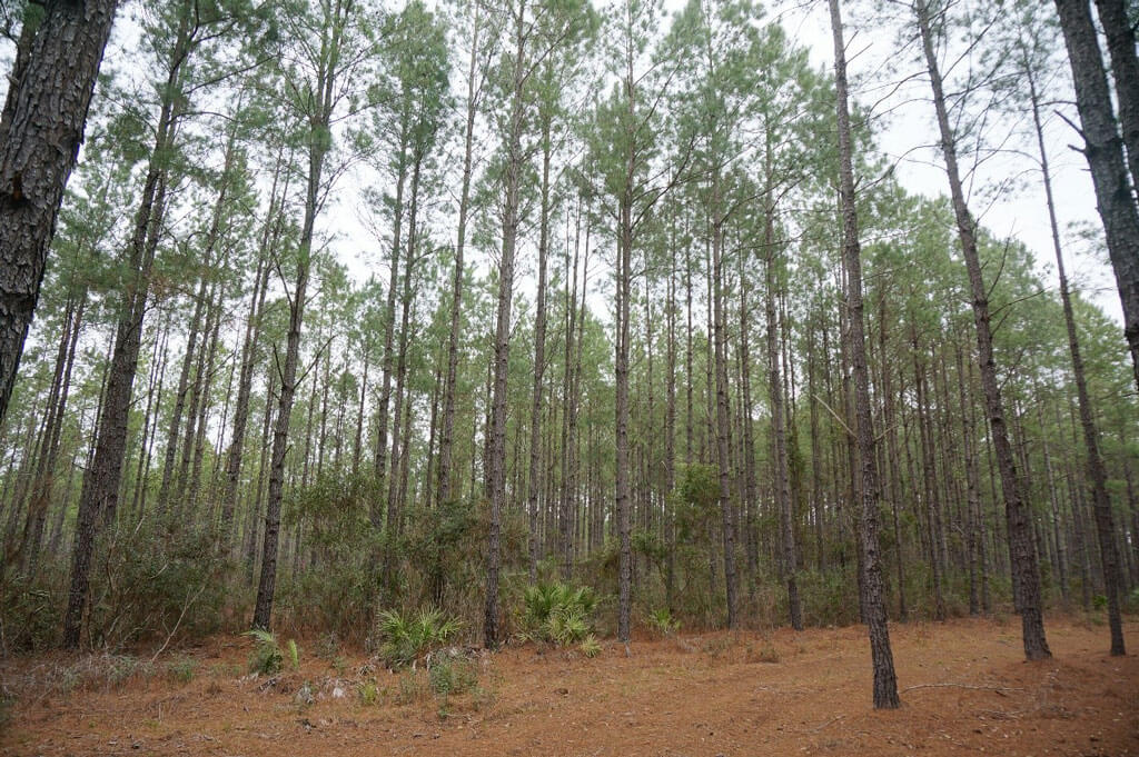 Forestry Image Processing