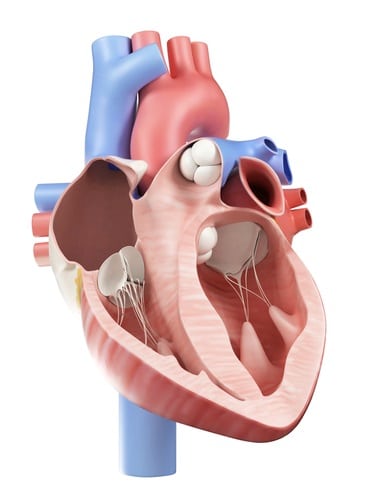 Cross section of human heart model