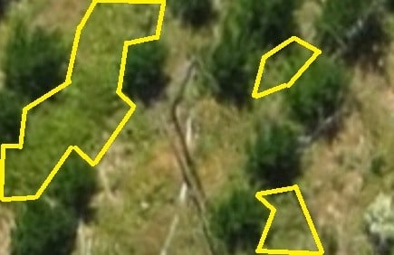 Weeds detection (yellow polygons)
