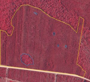 Natural forest segment and unplanted segments detected out of CIR image