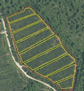 Forest border and sub sections polygons