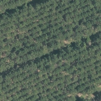 row of trees