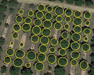 Tree canopy size measurement