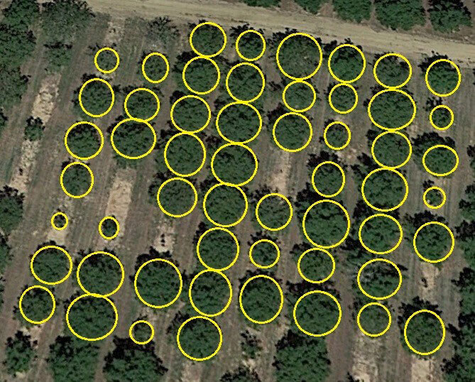Tree Detection and Related Applications in Forestry Image Analysis