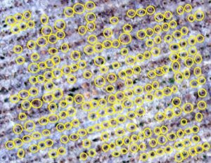 Young trees detection (Yellow circles) shows the challenge of small objects in aerial image