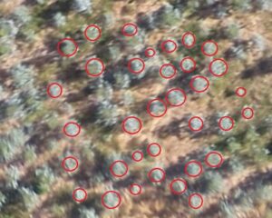 Eucalyptus trees classification with canopy measurement