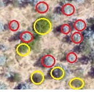 Mixed tree types classification with canopy measurement