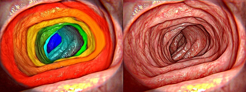 Healthy gut - 3D Rendering