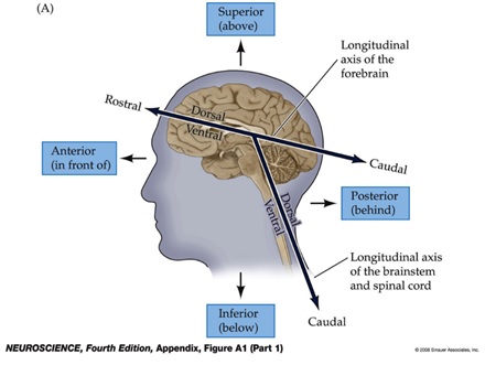 Neuroscience, 4th ed. - Sinauer, 2007