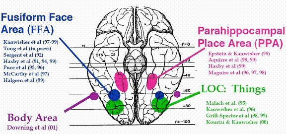 Fusiform Face Area Functions and Impact