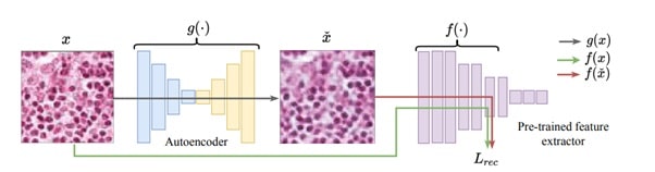 Shvetsova et al - Image 2