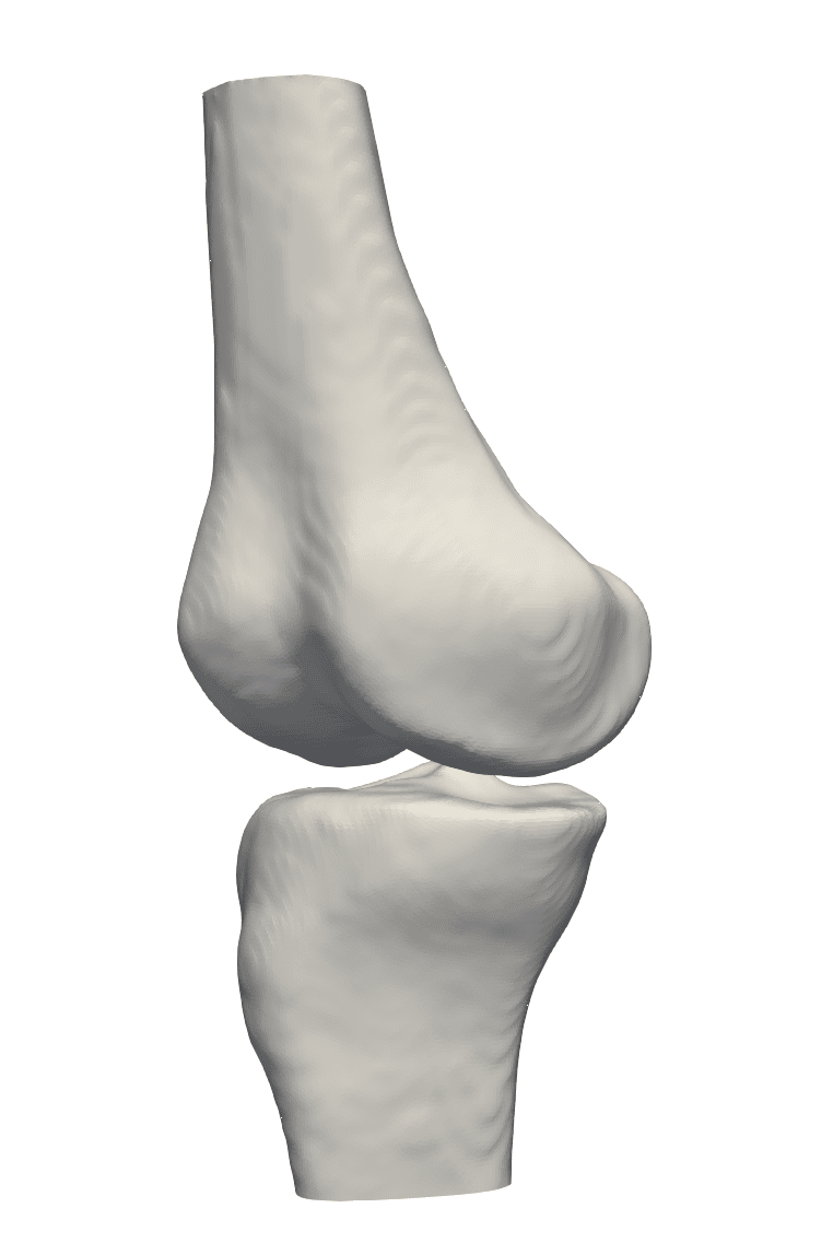 Knee 3D